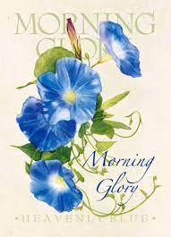 Flower Morning Glory Sherri Buck Baldwin Morning Glory Tattoo Morning Glory Flowers Blue Morning Glory