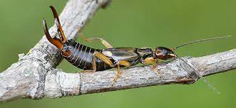 Since most earwigs like moist protected areas and rarely come into dry moving air, conditions must be just right for them to establish themselves inside. How To Control Earwigs In The House