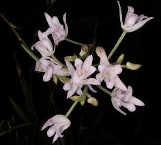 Image result for Polystachya golungensis