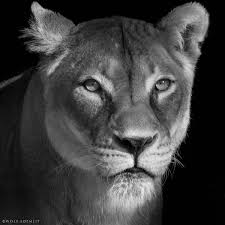 Black And White Lion And Lioness Pictures Lioness Portrait Lioness Female Lion Lioness Tattoo