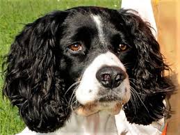 Final dimensions (width x height): Pine Shadows English Springer Spaniels