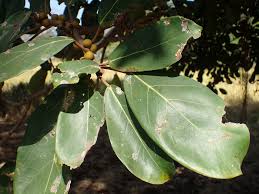 Image result for Ficus lutea