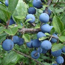 Maybe you would like to learn more about one of these? Pin On Recipes To Try