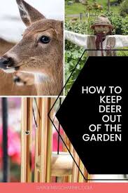 Do marigolds keep deer away. Humane Ways To Keep Deer Out Of Your Garden Gardening Channel