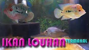 Louhan tidak hanya mahal, tetapi juga sangat menarik. Aquarium Ikan Hias Ikan Louhan Termahal Di 2021 Aquarium Ikan Ikan Piaraan