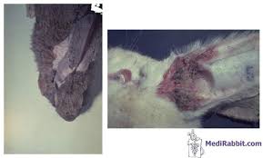 Image result for scabies rabbits ears