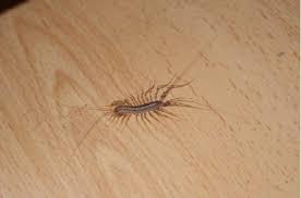 if you see a centipede in your house here s the one thing you should never ever do centipede spider eating squish
