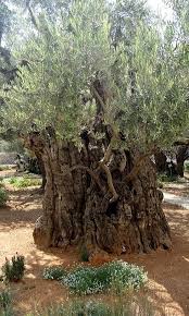 Garden Of Gethsemane Jerusalem Israel Garden Of Gethsemane Unique Trees Old Trees