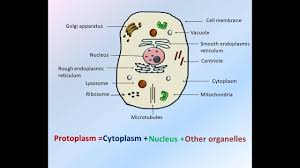 Difference Between Protoplasm And Cytoplasm Video Biology Class Cell Membrane Organelles