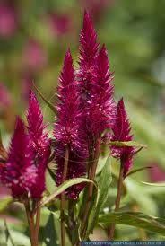 Celosia Spicata Roseberry Parfait Wedding Flowers Summer Flower Names Sustainable Flowers