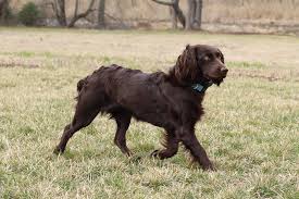 Instead, they work alongside hunters gsps are medium to large sized hunting dogs with big floppy ears and lean bodies. 15 Best Hunting Dog Breeds Hiconsumption