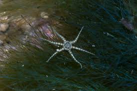 Picture of Ophiactis