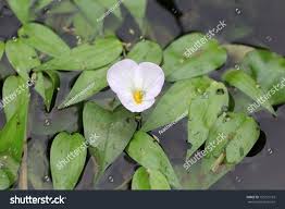 Image result for Ottelia