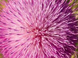 This deer resistant shrub puts on a spectacular early season display of large, fragrant, bright pink blooms. Pink Flower Of Thorn Weed Plant Stock Image Colourbox