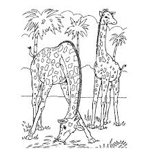 Animaux De La Savane Dessin Les chercheurs de l'université de princeton, auteurs de cette étude joshua daskin, directeur de l'étude, explique que « on pourrait s'attendre à ce que les éléphants soient plus touchés en raison de la valeur au marché noir de leurs. animaux de la savane dessin