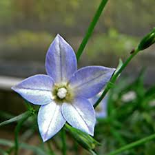 Image result for Wahlenbergia erecta