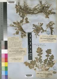 Image result for Haplocarpha