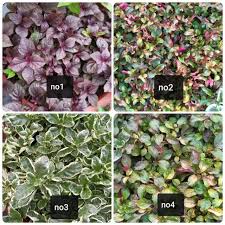 We did not find results for: Pokok Renek Landskap Alternantera Shopee Malaysia