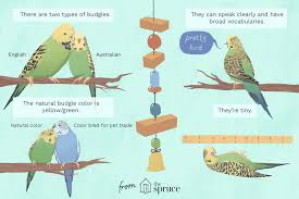 learn all about pet budgie birds