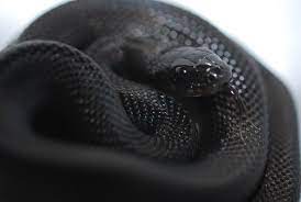 Imgur Com Melanistic Animals Melanism Melanistic