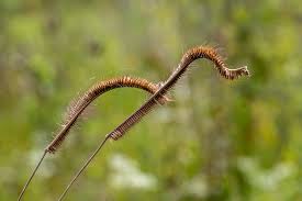 Image result for Ctenium