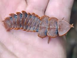 Image result for Tridactyle virgula