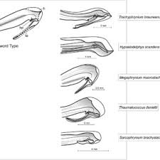Image result for Sarcophrynium prionogonium