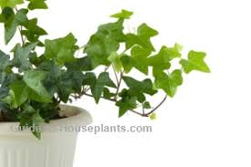Ivies don't like wet soil. English Ivy Plant Care Grow Hedera Helix As A Houseplant