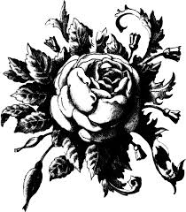 Black And White Rose Transparent Background Vintage Black And White Black And White Vintage Backgrounds Wallpaper Black And White Background Vintage Background Hd Wallpaper Black And White