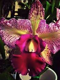 This website contains information, links, images and videos of sexually explicit material (collectively, the sexually explicit material). 16 Colombiana Ideas Cattleya Orchid Cattleya Orchid Flower