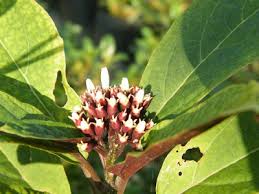 Image result for Thunbergia graminifolia