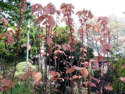 Image result for Alchornea occidentalis