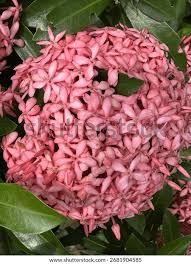 Image result for Ixora praetermissa