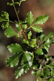 Image result for Searsia grossireticulata