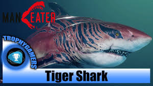 May 04, 2021 10:28 am et. Maneater Tiger Shark Dlc Gameplay Youtube