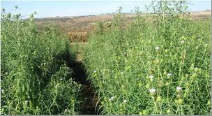 Image result for Vernonia galamensis