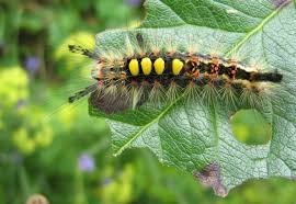 Caterpillar Id Think Humanism