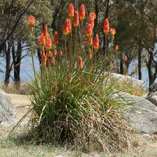 Image result for Kniphofia