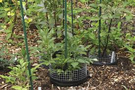 You can discourage voles from nibbling on bulbs by adding gravel to the planting hole (surrounding the bulbs). How To Get Rid Of Voles In The Garden Finegardening