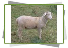 Great for ages 5 years and up, stage shows, libraries, schools, and conferences. Houstonanimal Shows Traveling Animal Shows Petting Zoo S