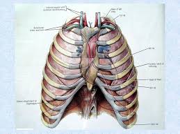 Everything you need to know about the anatomy of the chest muscles in order to have more efficient workouts. Chest Wall Thoracic Cavity And Pleura Sanjaya Adikari Department Of Anatomy Ppt Download
