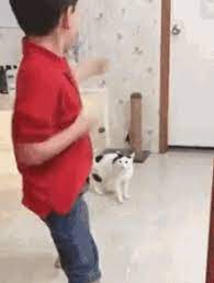 #jumping cat #cat jump #cat #cat gif #gif #funny cats. Cat Attack Gifs Tenor