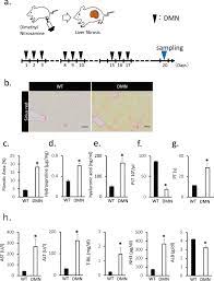 Transplantation Of Fetal Liver Tissue Coated By Ultra Purified Alginate Gel Over Liver Improves Hepatic Function In The Cirrhosis Rat Model Scientific Reports
