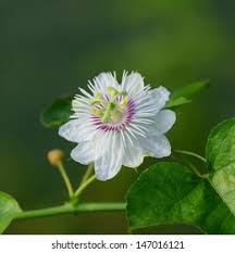 Image result for Olacaceae