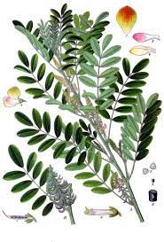 Under The Spell Of Indigo House Of Cindy Indigo Plant Plants Plant Illustration