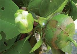 Image result for Sonneratia alba