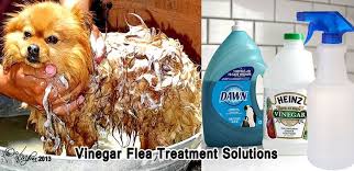 This Really Worked For My Dog Lovebug 1 2 Cup Vinegar 1 2 Cup Dawn Then Enough Warm Water To Fill To 1 Liter I Saw S Flea Treatment Flea Remedies Pet Hacks