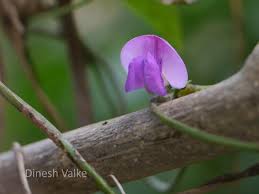 Image result for Dolichos trilobus