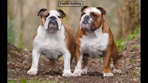 The breed is listed in the ukc guardian dog group. Old English Bulldog Vs English Bulldog Youtube