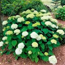 Mazzi di fiori con 121 prodotti. Arbusti Da Fiore Per Siepe Annabelle Hydrangea Naturehills A Fiori Bianchi